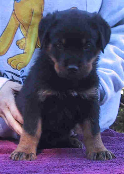 greenboy8wk3.jpg (21691 bytes)