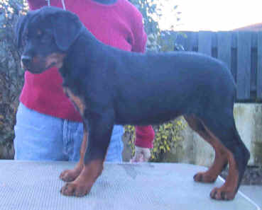 minnie1.jpg (55147 bytes)