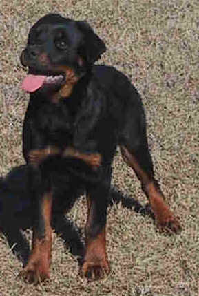 mist.jpg (15243 bytes)