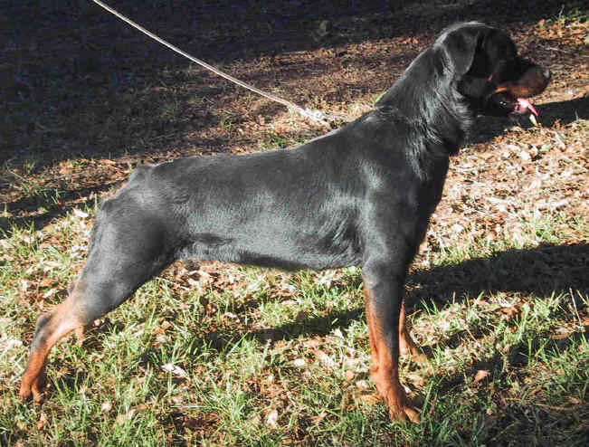 misty1yr.jpg (163948 bytes)