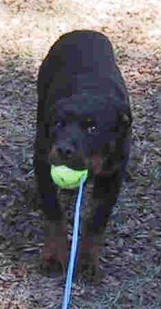 mistynew.jpg (14120 bytes)