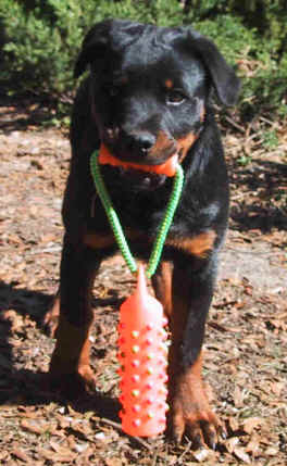 mistynew5.jpg (21244 bytes)