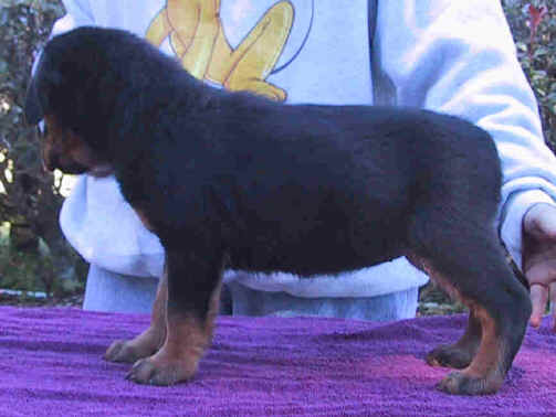 whitegirl8wk.jpg (30653 bytes)