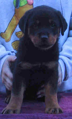 whitegirl8wk4.jpg (15565 bytes)