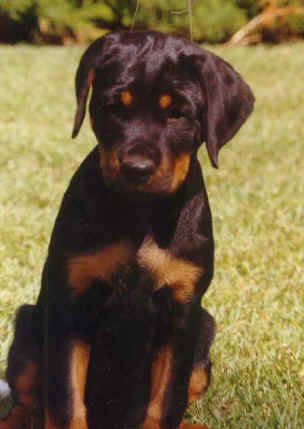 dede.jpg (14558 bytes)