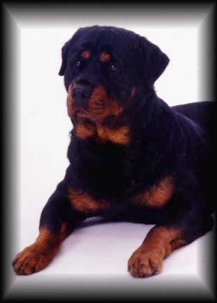 dirk.jpg (17024 bytes)