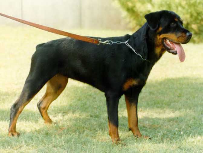 stormi_young.jpg (37307 bytes)