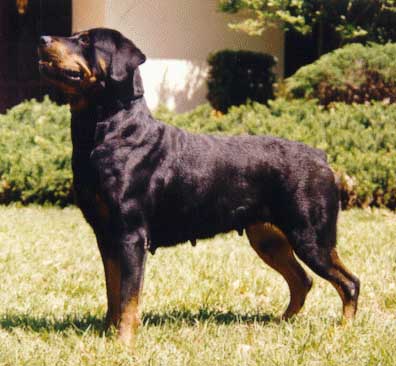 echo3.jpg (34746 bytes)