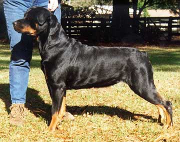 honey1.jpg (34151 bytes)