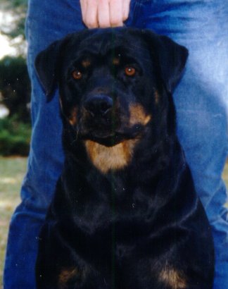 honeyface.jpg (22372 bytes)