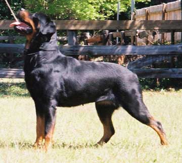 daska5yr.jpg (30750 bytes)