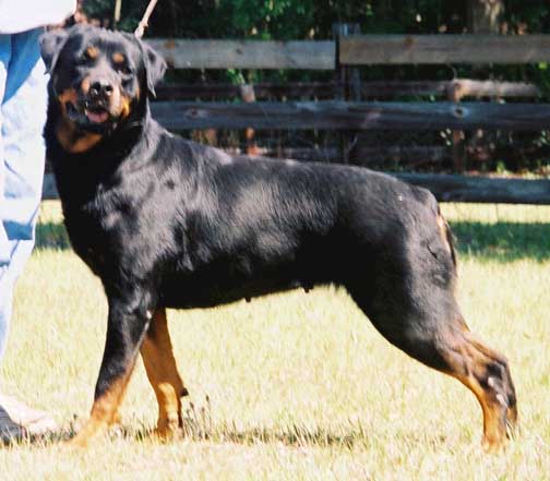 daska5yr2.jpg (38528 bytes)