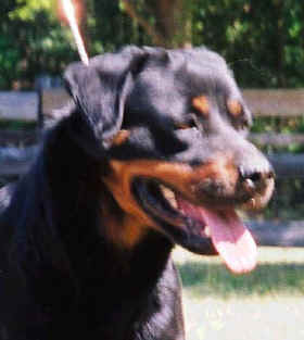 daska5yr4.jpg (36367 bytes)