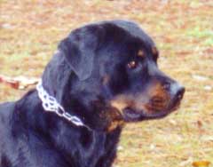 daska_head_20mth.jpg (14236 bytes)