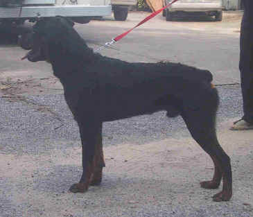 ceaser.jpg (45803 bytes)