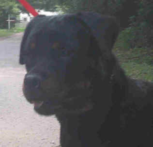 ceaser3.jpg (18444 bytes)