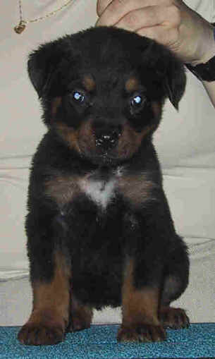 orangegirl7weeks.jpg (17440 bytes)