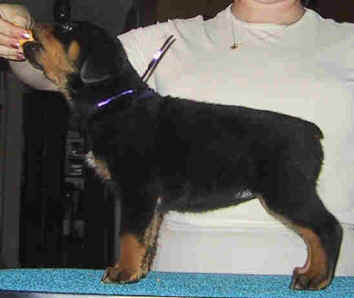 purplegirl7weeks.jpg (13457 bytes)