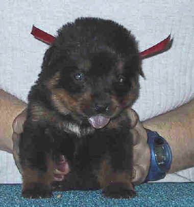 redgirl1mth2.jpg (13424 bytes)