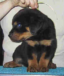 yellowgirl7weeks.jpg (7991 bytes)