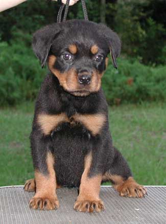 hemisit8wks.jpg (25705 bytes)