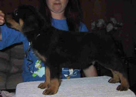 black2.jpg (21034 bytes)