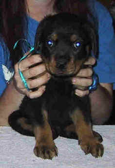 blue1.jpg (10332 bytes)