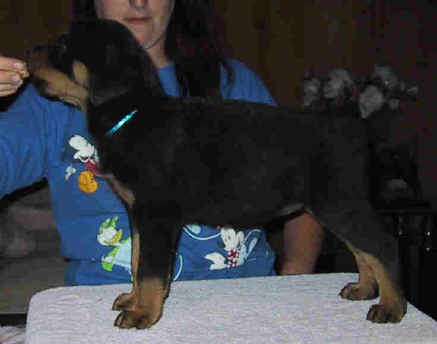 blue2.jpg (19573 bytes)