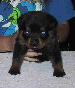 litbit1.jpg (9013 bytes)