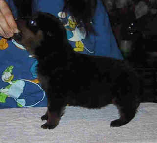 litbit2.jpg (11620 bytes)