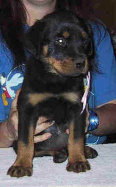 pink1.jpg (11566 bytes)