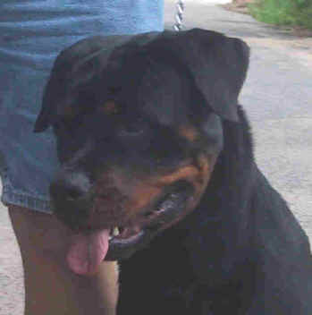 tasha.jpg (16081 bytes)