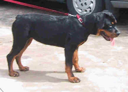 tasha1.jpg (12648 bytes)