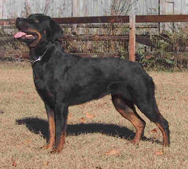 torah2yrs.jpg (31328 bytes)