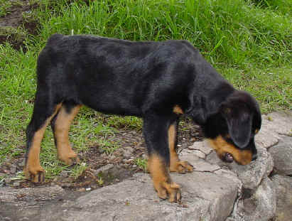 tosca.jpg (131303 bytes)