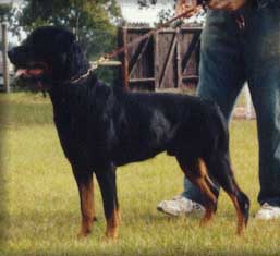 nero1.jpg (17456 bytes)