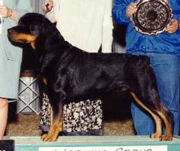 ENDO93.jpg (21284 bytes)