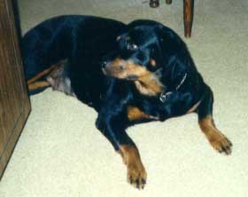 angel.jpg (14402 bytes)