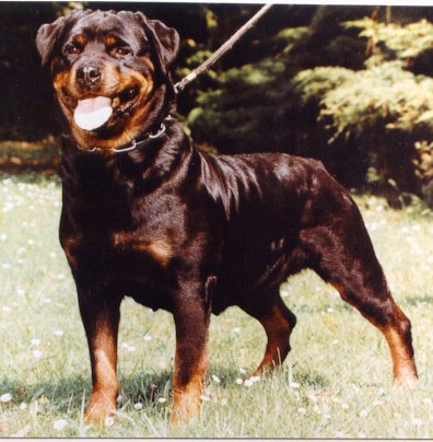 bea.jpg (44549 bytes)