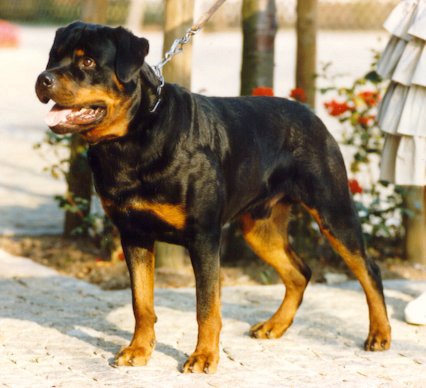 benno.jpg (39170 bytes)