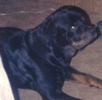 damion.jpg (16626 bytes)