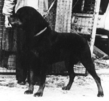 dingo.jpg (23130 bytes)