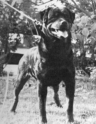 falkogru.jpg (49317 bytes)