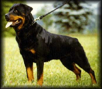 golda.jpg (24289 bytes)