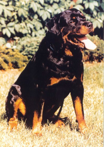 ives.jpg (61224 bytes)