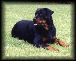 noelle.jpg (15950 bytes)