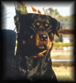 pudderhd2.jpg (15938 bytes)