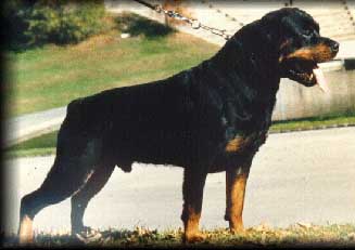 santo.jpg (18904 bytes)