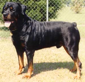 trouble.jpg (23857 bytes)