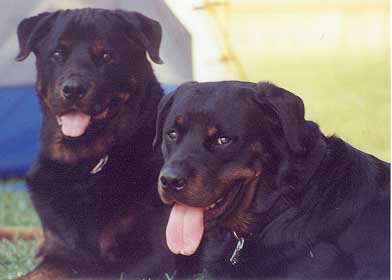 Budpete.jpg (16717 bytes)